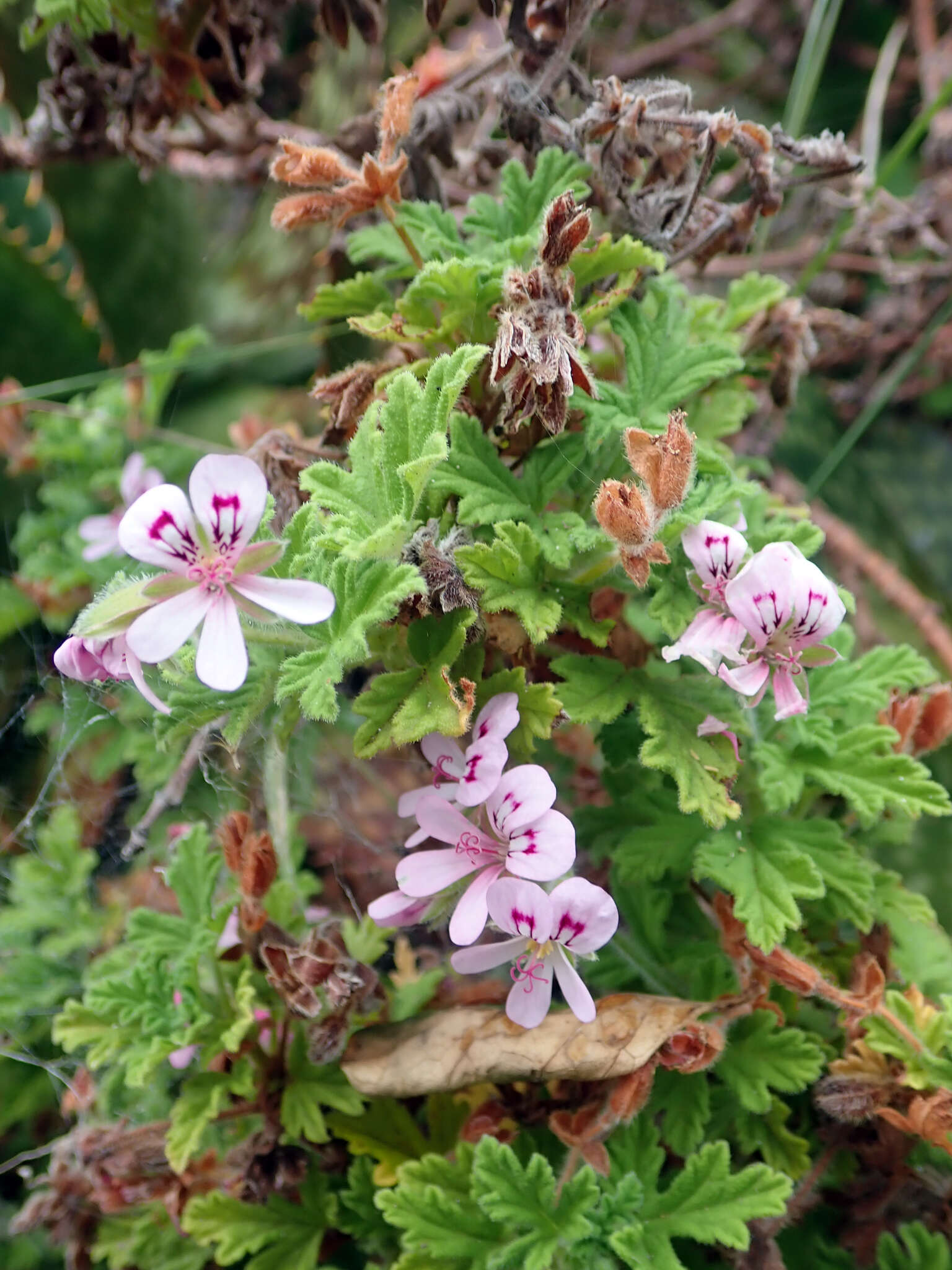 Image of sweet scented geranium