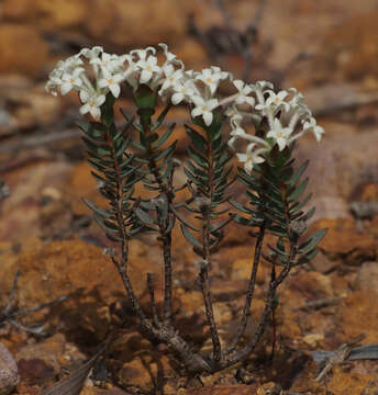 Image of Pimelea brevifolia R. Br.