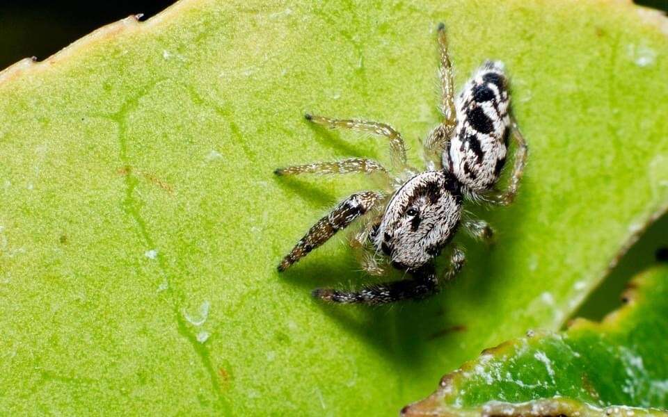 صورة Metaphidippus siticulosus (Peckham & Peckham 1909)