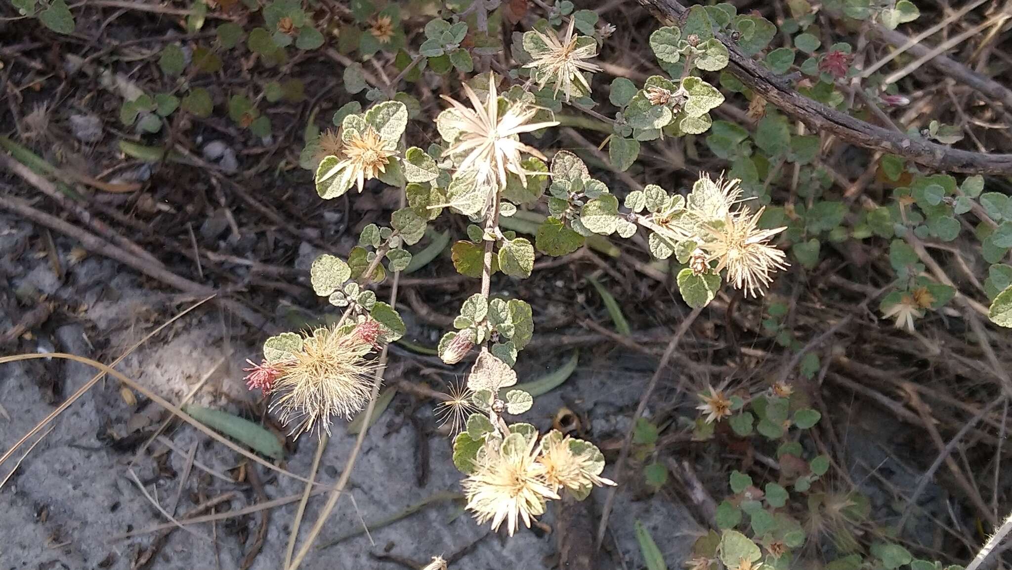 Brickellia veronicifolia (Kunth) A. Gray的圖片