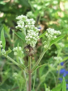 Austroeupatorium inulifolium (Kunth) R. King & H. Rob.的圖片