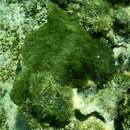 Image of green boring sponge