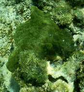 Image of green boring sponge