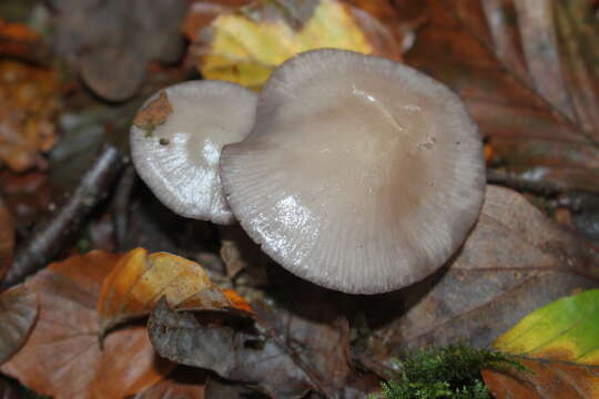 Mycena pelianthina (Fr.) Quél. 1872 resmi