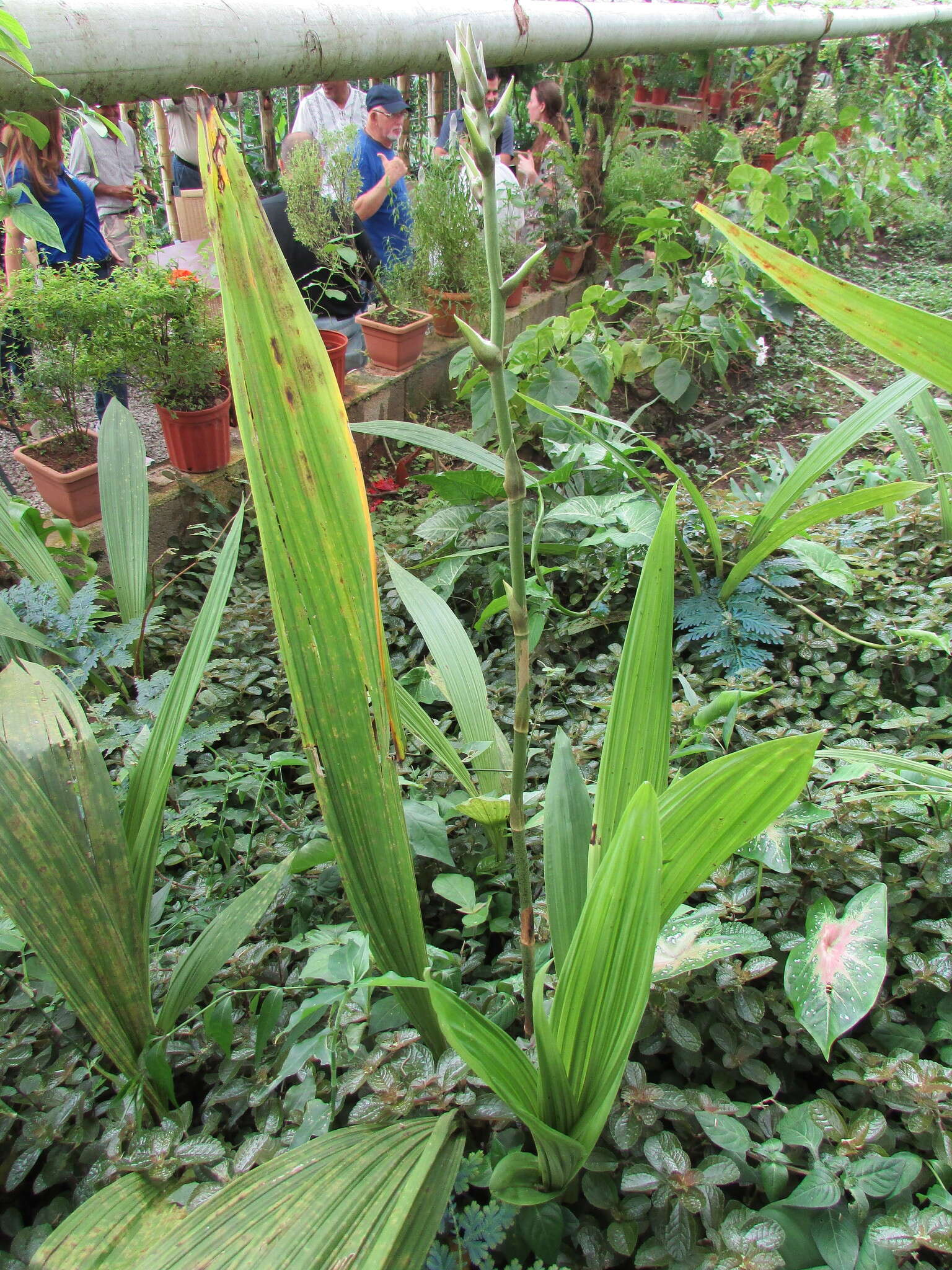 Image of Dove orchid