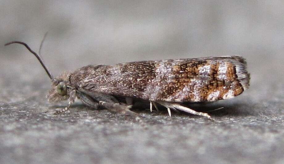 Image of Epinotia solicitana Walker 1863