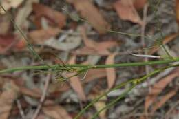 Image of Thysanotus sparteus R. Br.