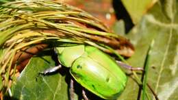 Image of Chrysina prasina (Boucard 1878)