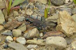 Image of Cicindela (Cicindelidia) rufiventris Dejean 1825