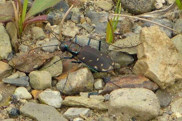 Image of Cicindela (Cicindelidia) rufiventris Dejean 1825