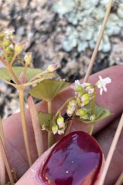 Image of streambank springbeauty