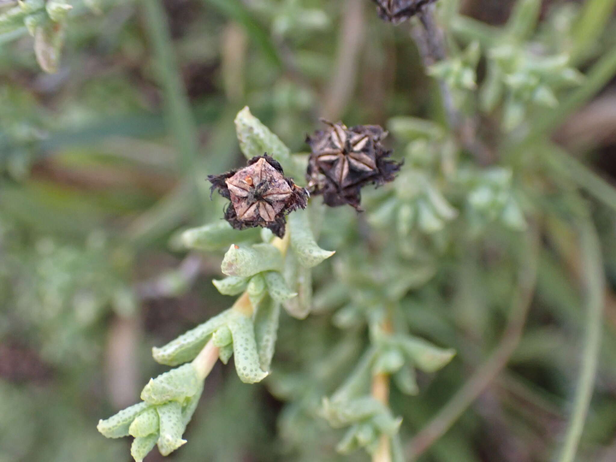 Image of Ruschia hamata (L. Bol.) Schwant.