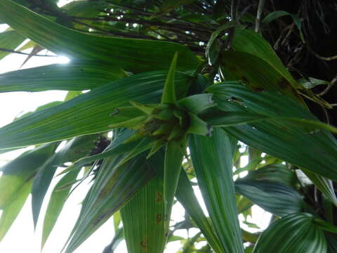 Image of Elleanthus cephalotus Garay & H. R. Sweet