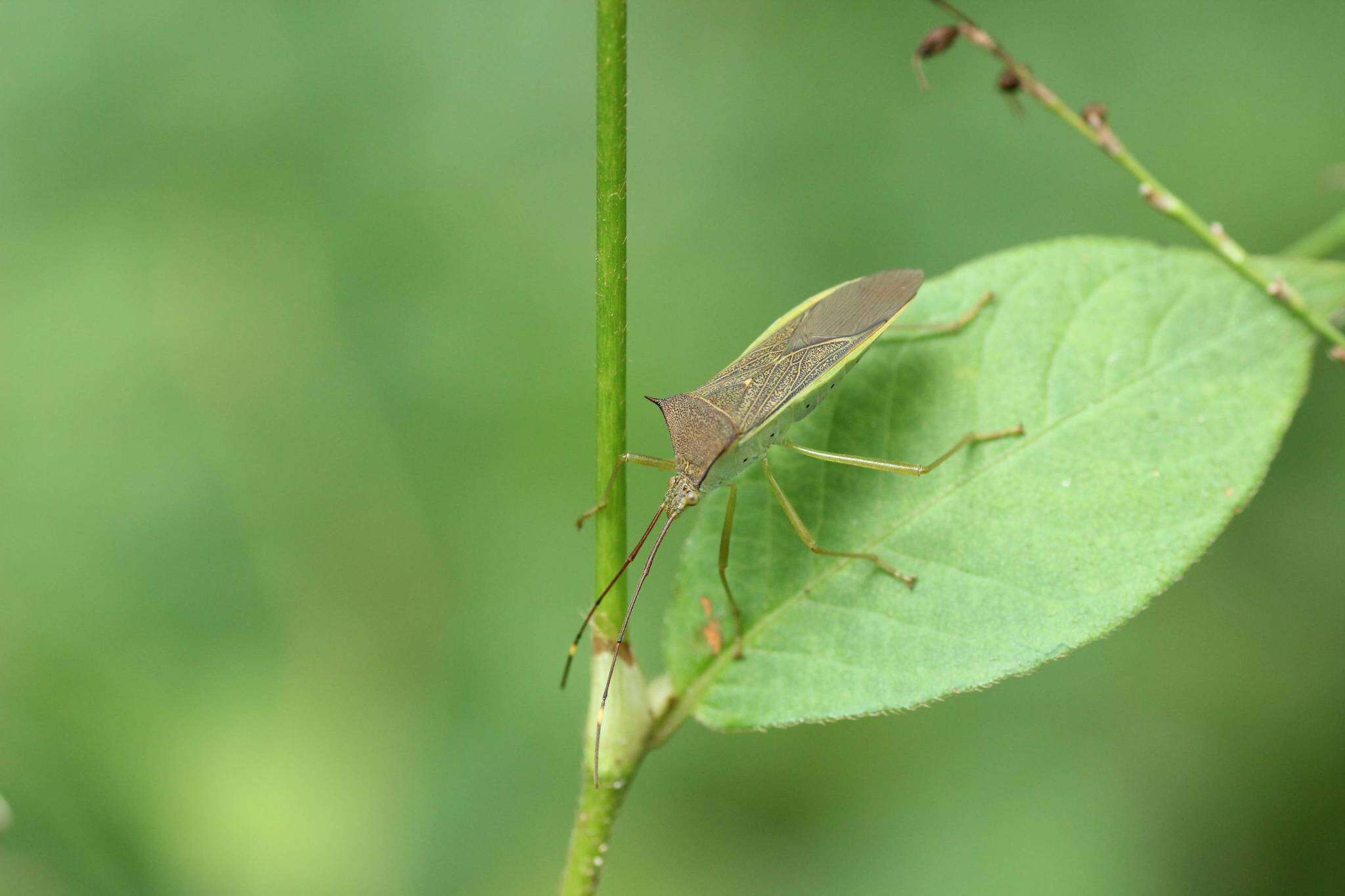 Sivun Paradasynus spinosus Hsiao 1963 kuva