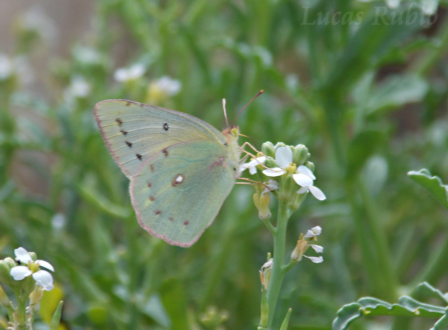 Image of <i>Colias <i>lesbia</i></i> lesbia