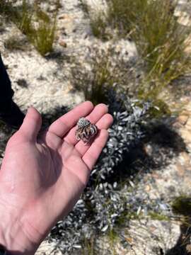 Image of Leucadendron bonum I. Williams