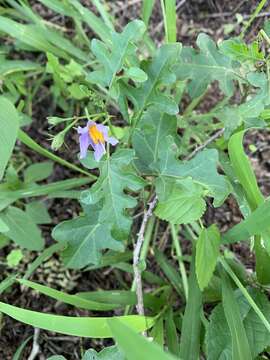 Image de Solanum torreanum A. E. Goncalves