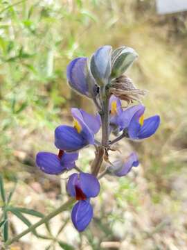 Image of Lupinus altimontanus C. P. Sm.