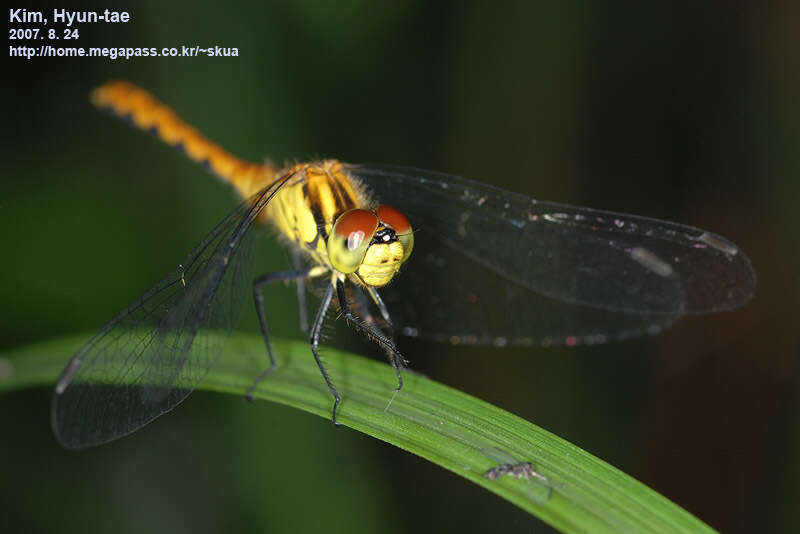 Image of Sympetrum parvulum (Bartenev 1912)