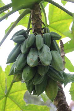 Image of Mountain papaya