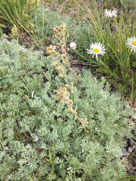 Image of tufted fleabane