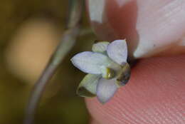 Image of Thelymitra purpureofusca Colenso