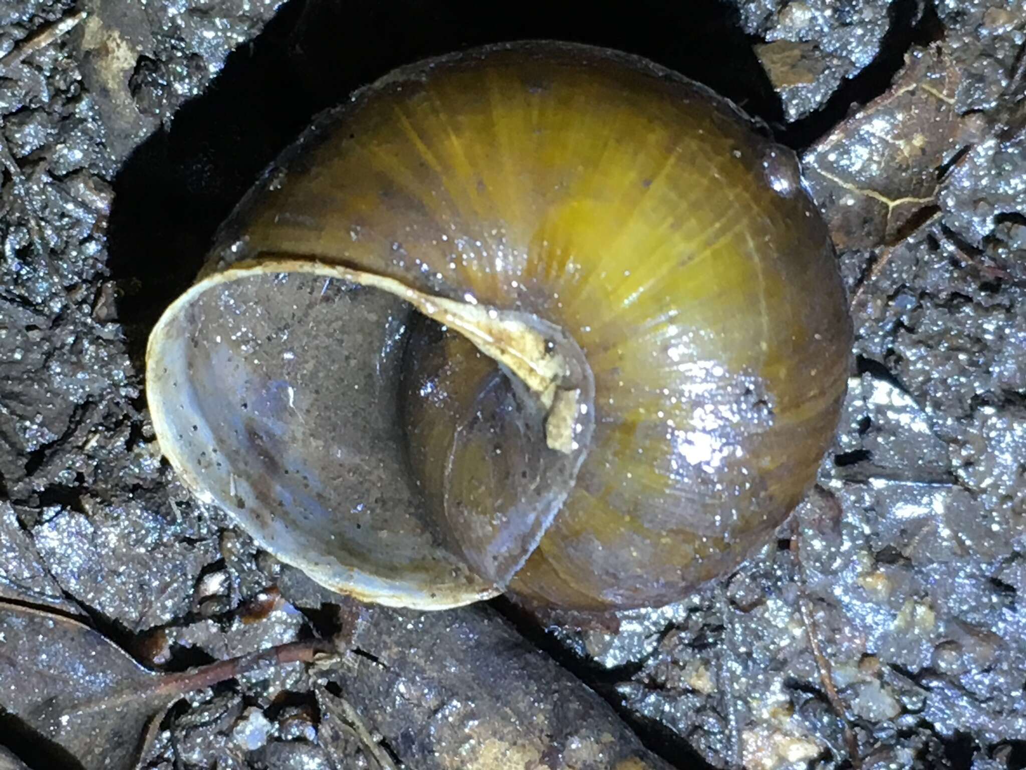 Image of <i>Helminthoglypta tudiculata grippii</i> (Pilsbry 1913)