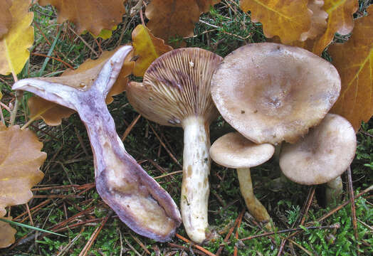 Image of Lactarius luridus (Pers.) Gray 1821