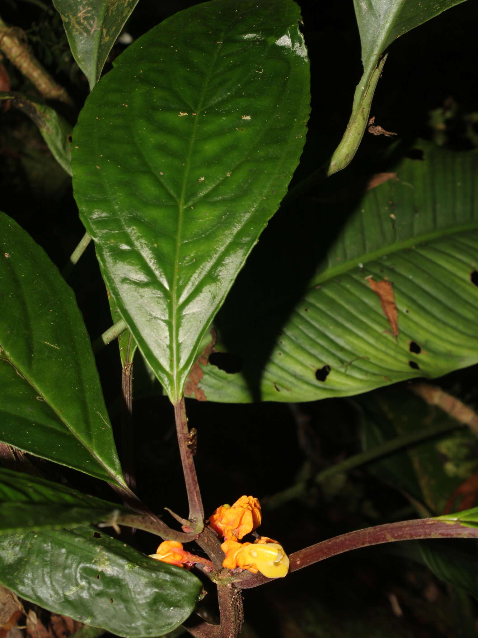 Imagem de Drymonia ambonensis (L. E. Skog) J. L. Clark