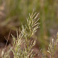 Image of bristleleaf lovegrass