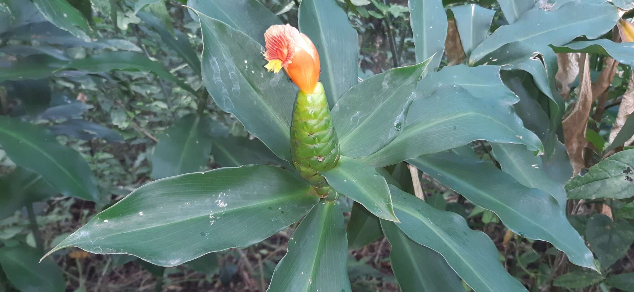 Image of Costus pictus D. Don