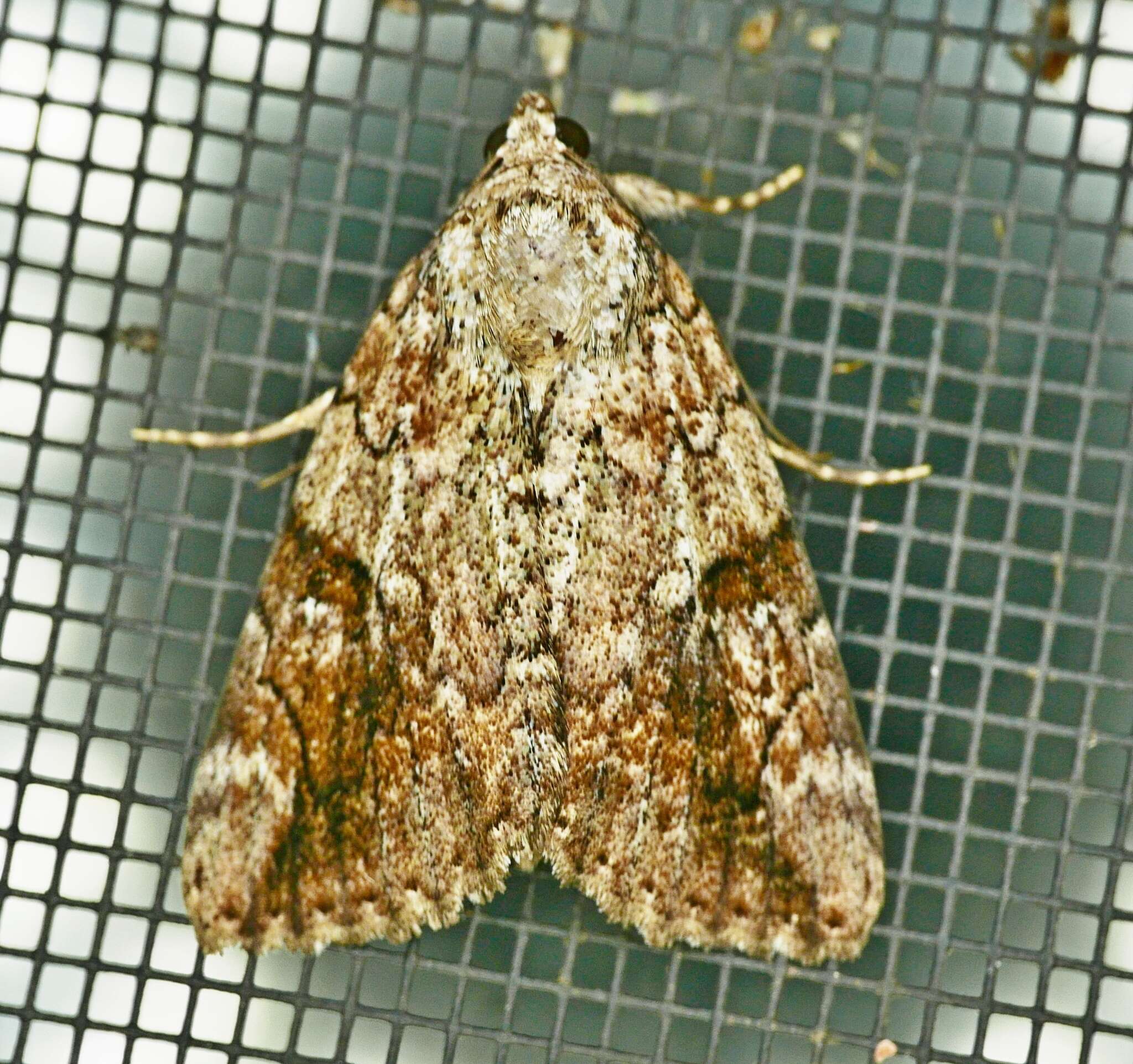 Image of Little Nymph Underwing