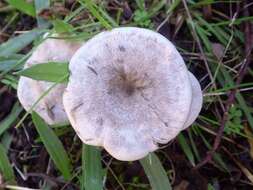 Image of Entoloma undatum (Gillet) M. M. Moser 1978