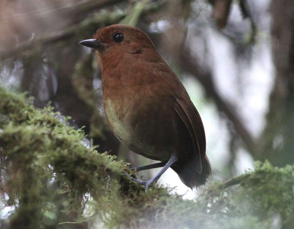 Image of Chestnut Antpitta