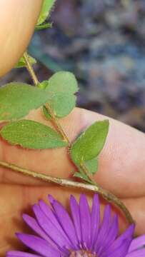 Image of barrens silky aster