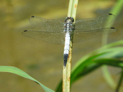 Image of White-tailed Skimmer