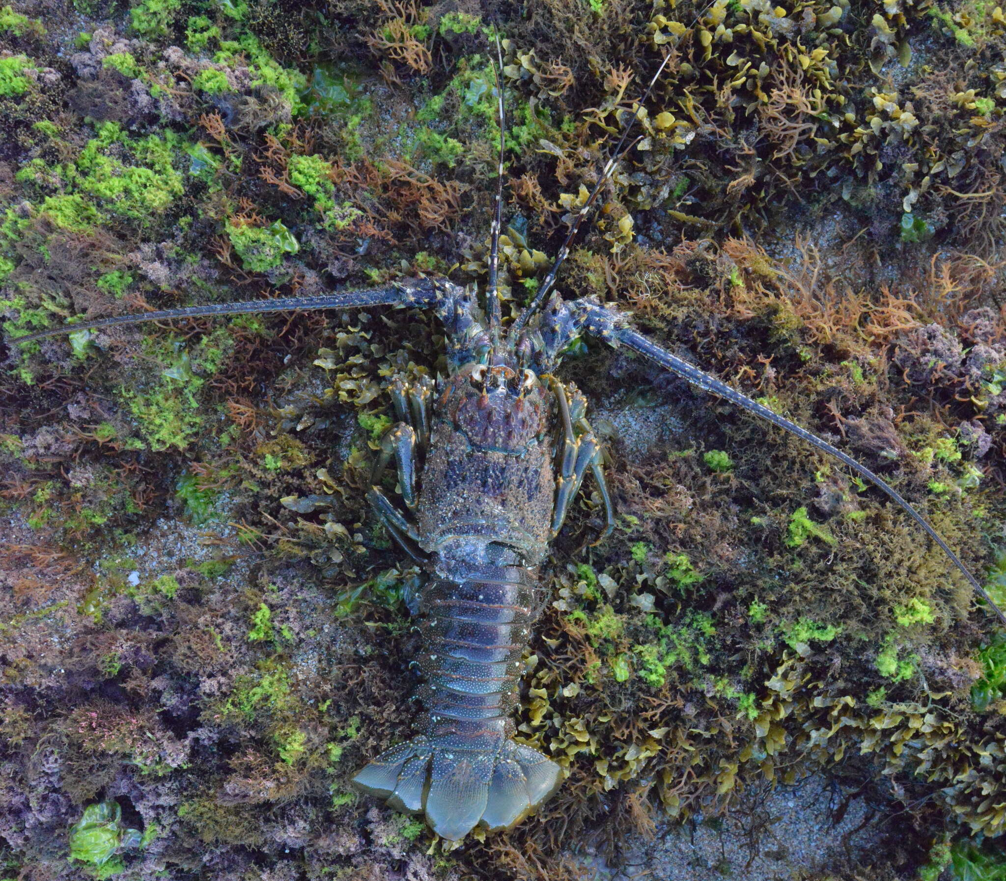 Image of Scalloped Spiny Lobster