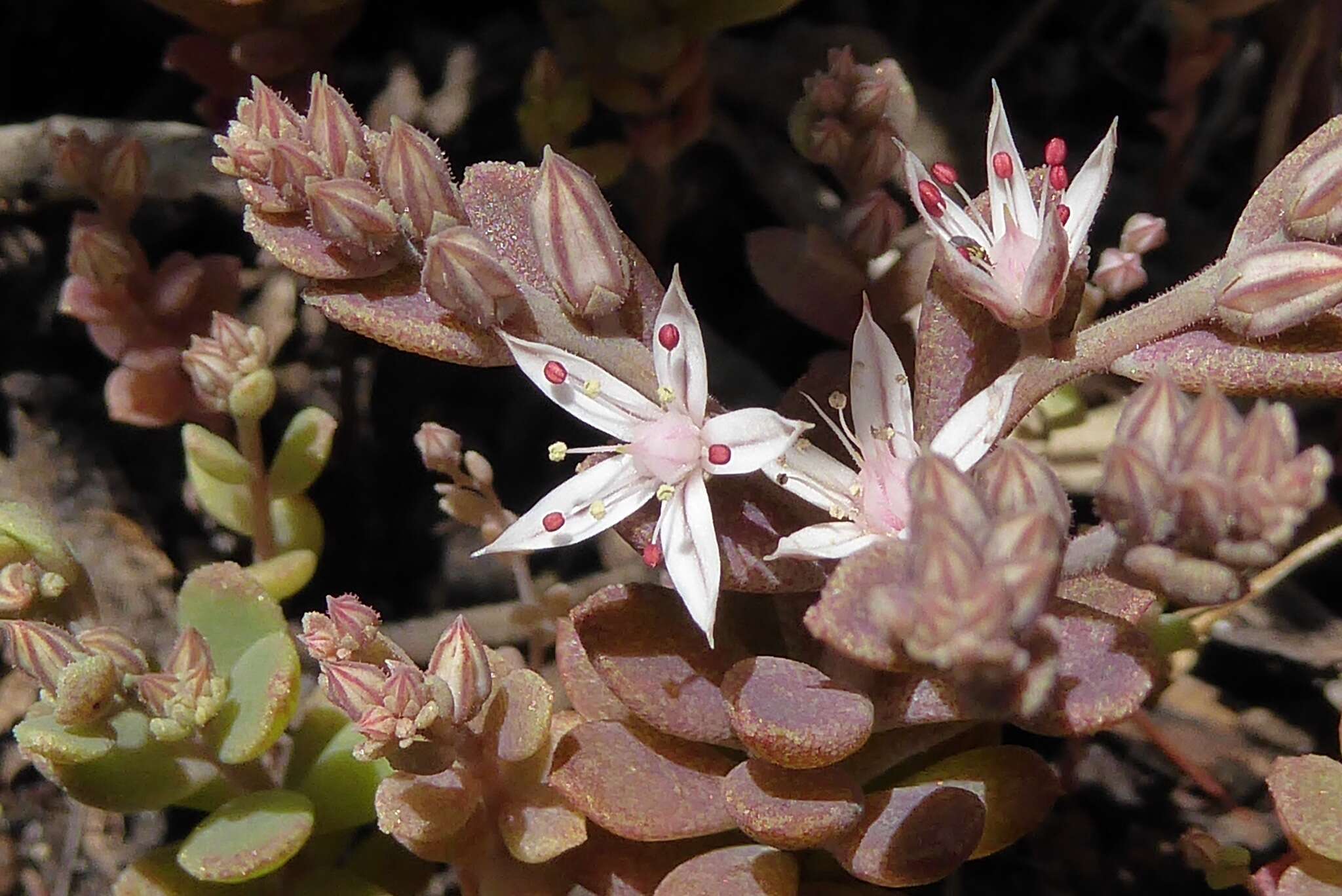 Image of Sedum eriocarpum Sibth. & Sm.