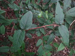 Image of Lonicera hypoglauca Miq.