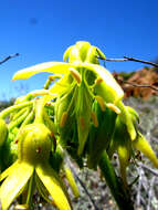 Image of Cotyledon cuneata Thunb.