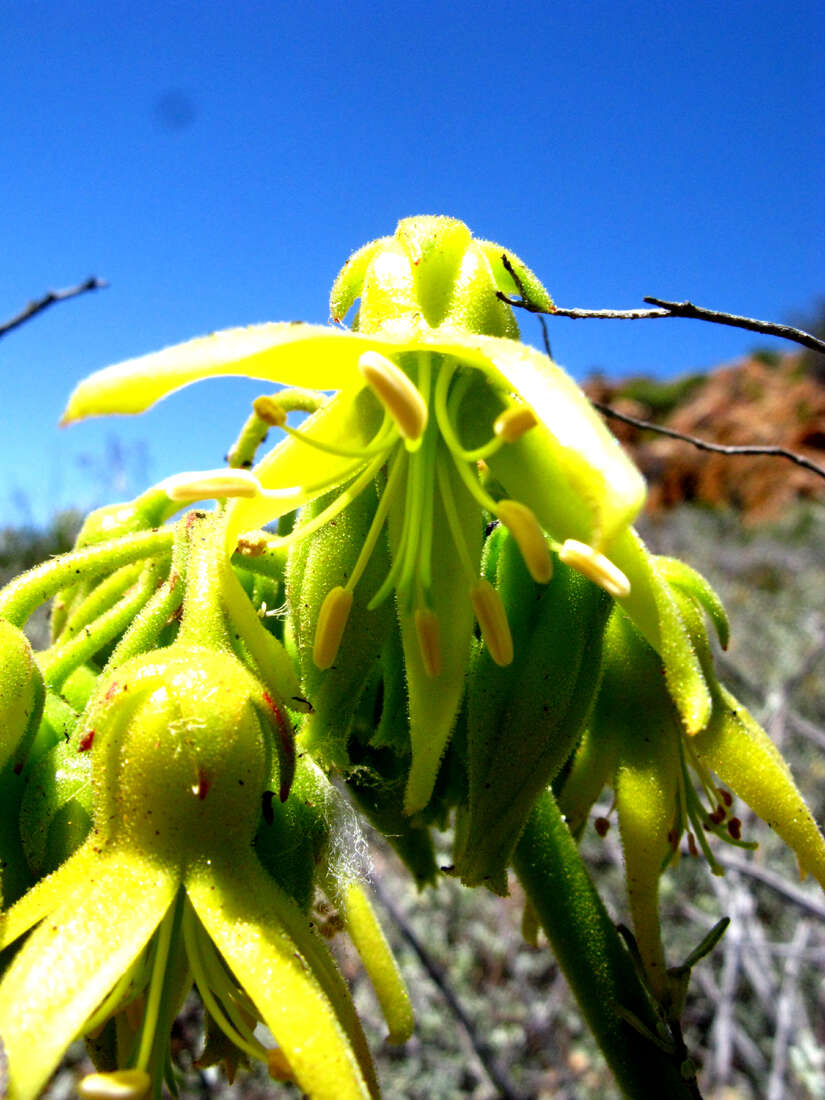 Image of Cotyledon cuneata Thunb.