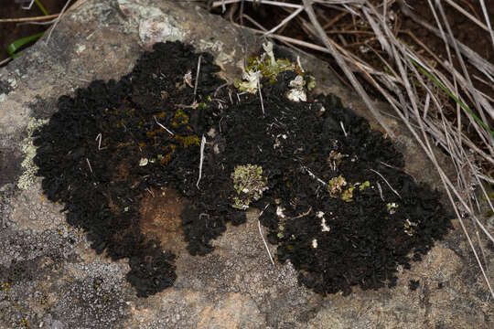 Image of leptochidium lichen