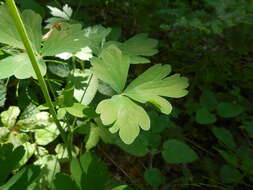 Image of Aquilegia dumeticola Jord.