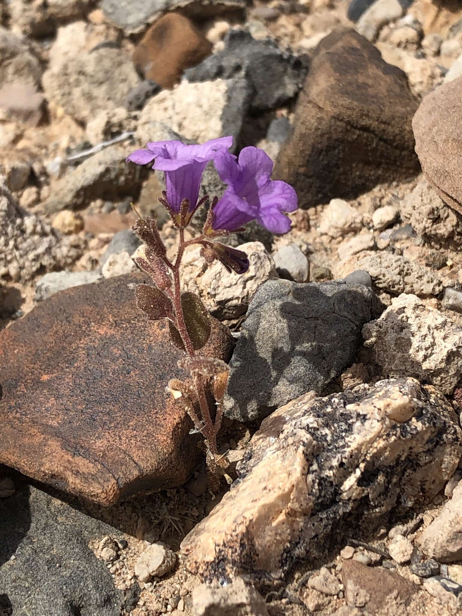 Phacelia pulchella var. gooddingii (Brand) J. T. Howell resmi