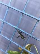Image of brown bean bug