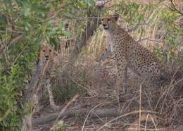 Image of Northwest African Cheetah