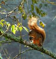 Image of Bolivian Squirrel