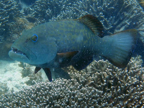 Image of Marbled coralgrouper