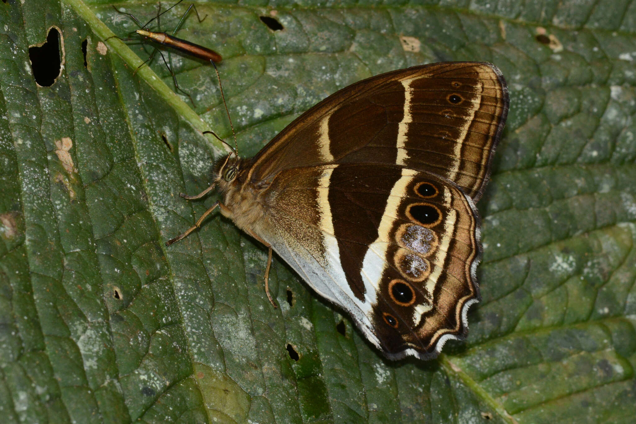 Parataygetis albinotata Butler 1867 resmi