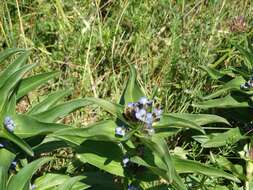 Image of Gentiana cruciata subsp. cruciata